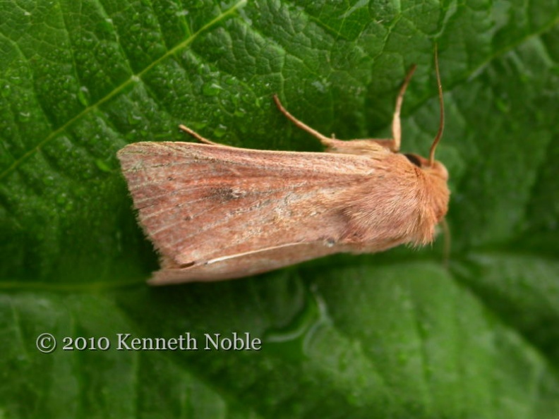 clay wainscot ex10506 _800_.JPG